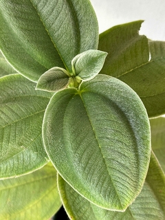 Tibuchina - Planta de la Gloria en internet