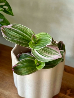 Tradescantia Rosada - Hasta la Raíz