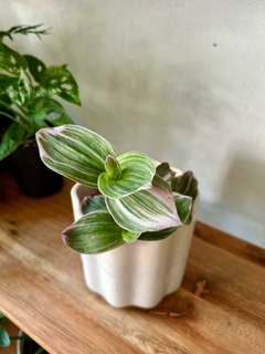 Tradescantia Rosada - tienda online