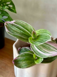 Tradescantia Rosada - comprar online
