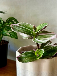 Tradescantia Rosada en internet