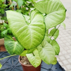 Syngonium - tienda online