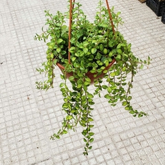 Columnea "Variegada" en internet