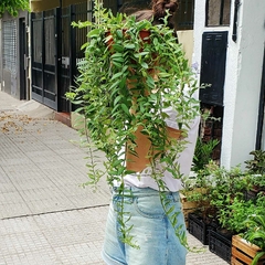 Columnea - comprar online
