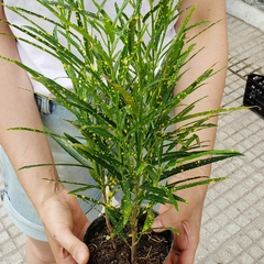 Croton "Fideo" en internet