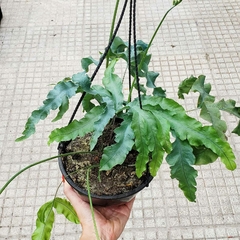 Helecho Polypodium - comprar online