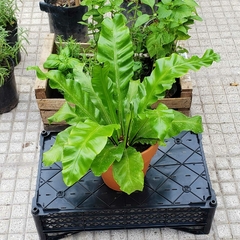 Helecho Asplenium - comprar online