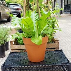 Helecho Asplenium en internet