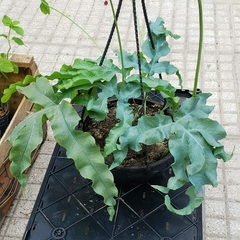 Helecho Polypodium