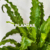 Banner de Hasta la Raíz