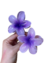 Presilha De Flor Para Cabelo Pinterest - Grande na internet