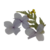 FLORES SECAS LILA