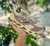 Mizuno Prophecy LS