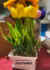 Macetas de 6 tulipanes eternos ✨ - tienda en línea
