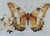 TRANSFOLEX COLOR (PLANCHA) Diseño Mariposa grande
