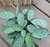 CESTA DE MARANTA BURLE MARX - comprar online