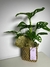 CESTA DE MONSTERA ADANSONII