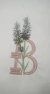 Bordado Monograma Lavanda Letra B