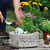 Substrato para Floreiras 5Kg - Composto Especial para Plantas Ornamentais, Nutrição e Drenagem - comprar online