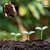 Húmus de Minhoca - Adubo Orgânico para Plantas, Hortas, Jardinagem e Substrato Natural - comprar online