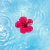 Tododia · Acerola e hibisco KIT COMPLETO ☆ - comprar online
