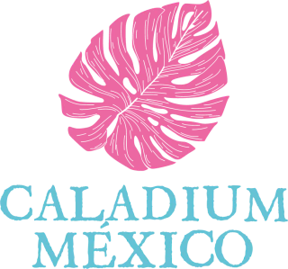 Caladium México