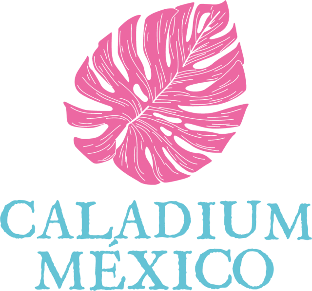 Caladium México
