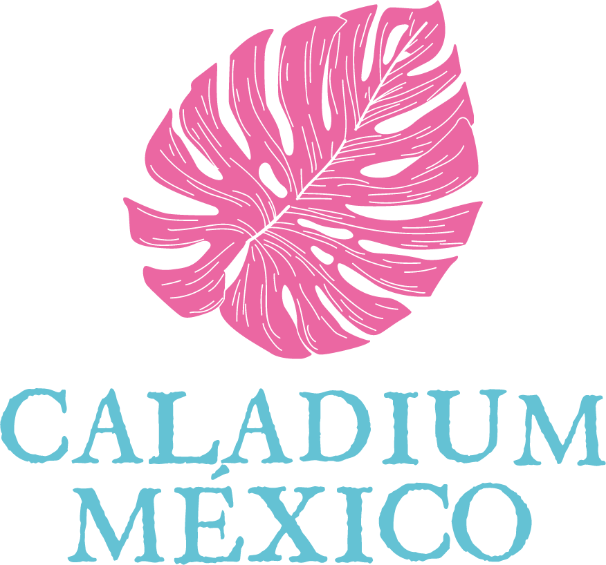 Caladium México