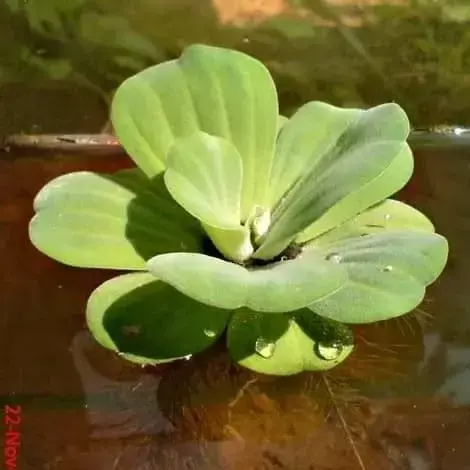 Alface da Água