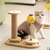 Comedouro lento com bolinhas e arranhador - Meu Gato Não Tem | A maior variedade de produtos para seu gato!