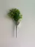 FOLHAS DE ORTELA VERDE - comprar online