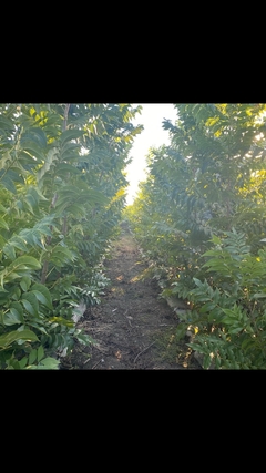 Banner de la categoría Productos