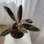 Calathea Stromanthe 3L