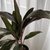 Dracena Rubra 3L