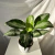 Aglaonema M15
