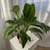 Spathiphyllum m15