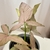 Syngonium rosado en internet