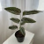 Calathea Mil Rayas M12 - comprar online