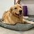 Imagem do Cama Confortável para Cachorro Com Ziper Suede 70 x 70