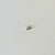 Mini Borboleta Dourada - comprar online