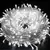 Image of Cordão de Luz Natal Pisca Pisca 100 Led 9m 8 Funções Fio Tra
