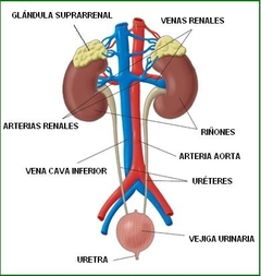 Banner de la categoría SISTEMA URINARIO RENAL