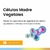 Question - Nutriv Cell Shampoo con Celulas Madres Vegetales y Manteca de Karite (330ml) en internet