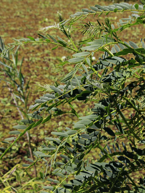 Acacia cafe (Sesbania virgata)