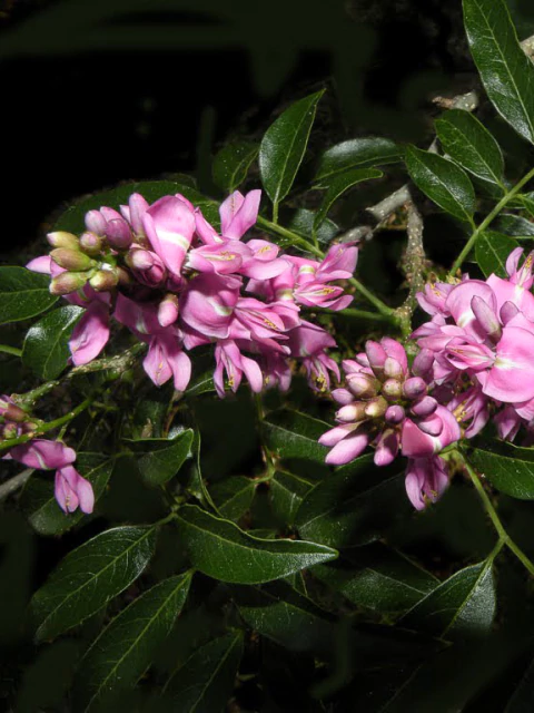 Bugre (Lonchocarpus nitidus) en internet