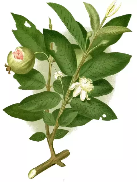 Guayaba (Psidium guajava)