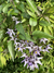 Jazmín de la selva (Solanum laxum) - Replicantes