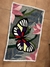Mariposa