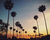 Palmeras california