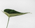 Planta